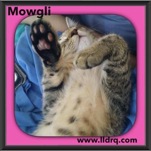 Mowgli 