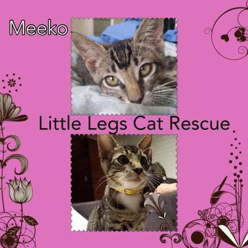 Meeko 