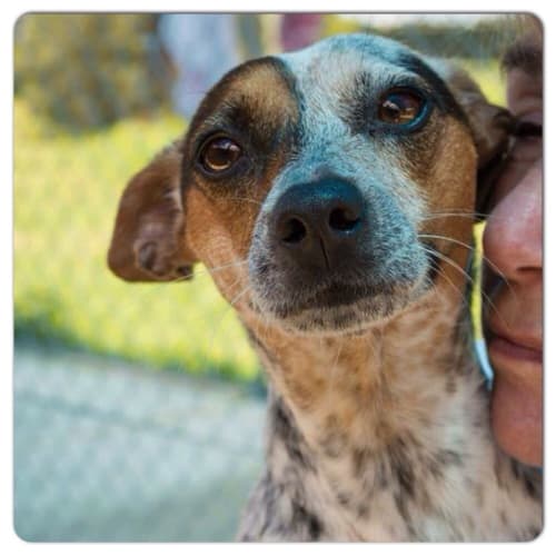 No photo for Scarlett ** A Loving Smart Little Girl **