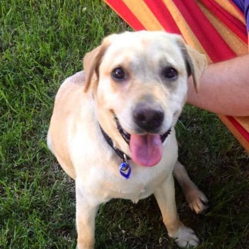 Miley (On Trial 8/3/15)~ Labrador