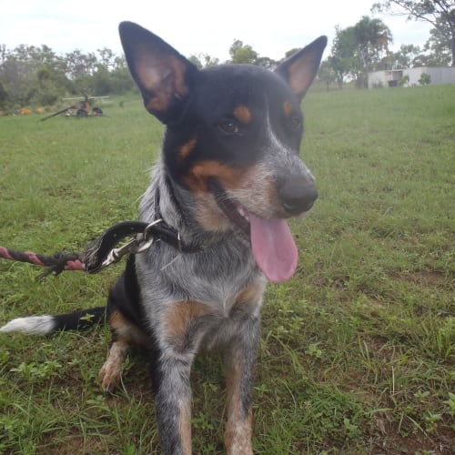 Scully (adoption pending)