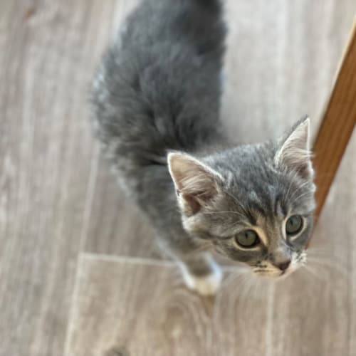 Sam
