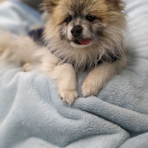 Fuzz