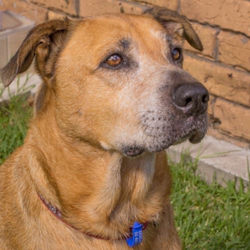 Reba ~ a very special senior girl (adopted 1/4/15)