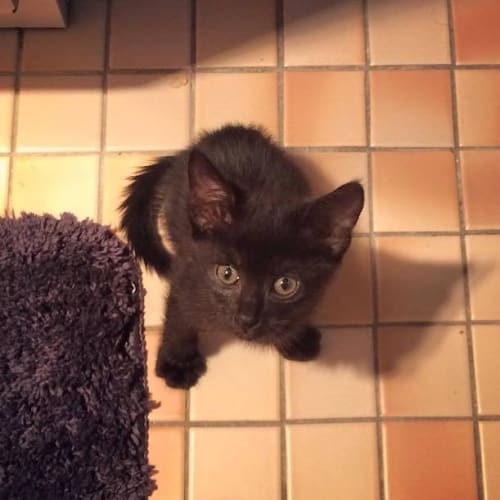 Saffron: super affectionate an tiny female kitten!