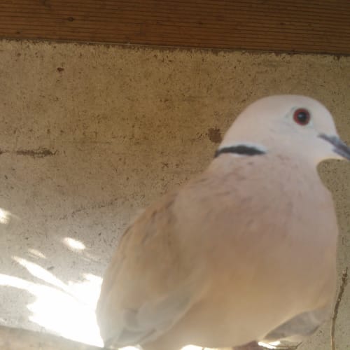 Penelope, Cassandra, Juliet, Julius, Augustus 