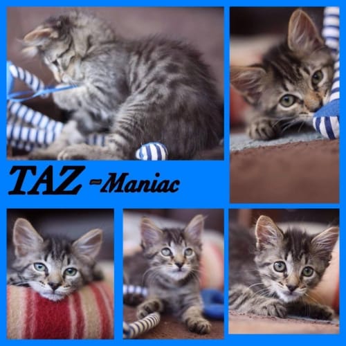 Taz    Kitten Kapers Rescue