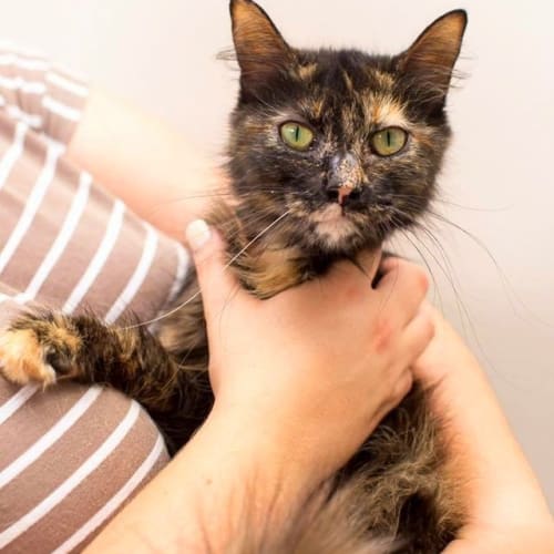 "Cosette" - Purrfect Match