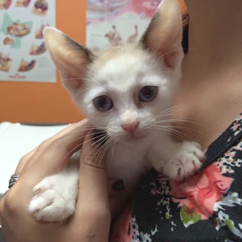 Nutmeg 8week old kitten