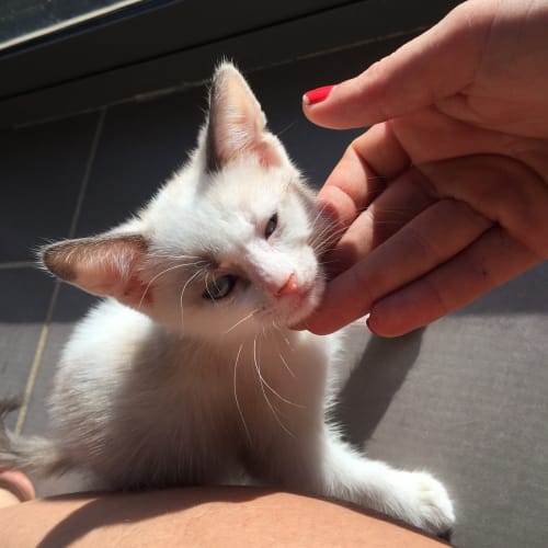 Butterscotch 8weeks old 