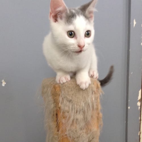 Kittens 