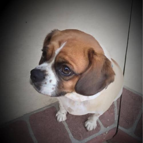 Buster