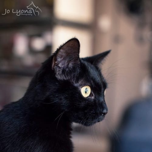 Freida