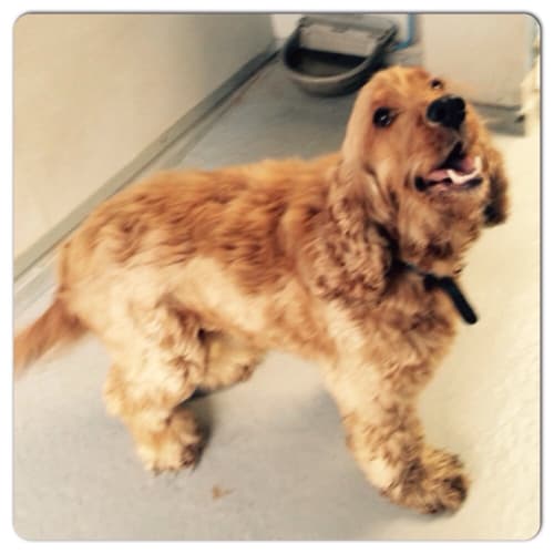 Milo ** A Pure Bred Cocker Spaniel **