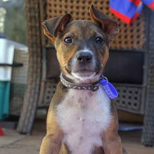 Isabella (ON Trial 6/3/15)~ Ridgeback x puppy