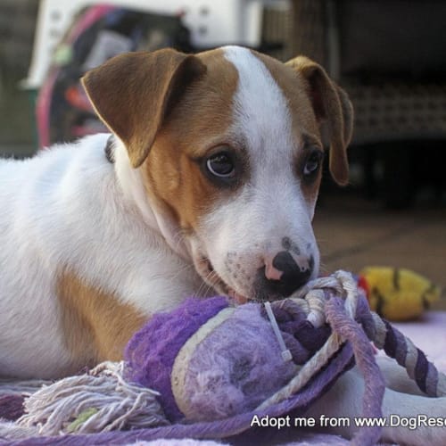 Shanti (On Trial 8/3/15) ~ Ridgeback x puppy
