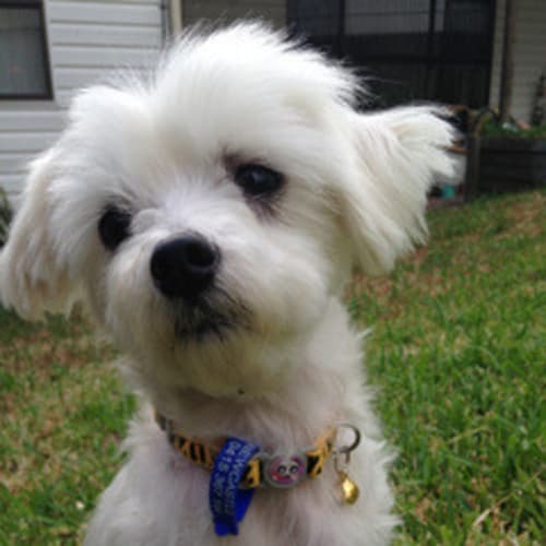Lulu (On Trial 1/3/15~ tiny Maltese x, senior girl