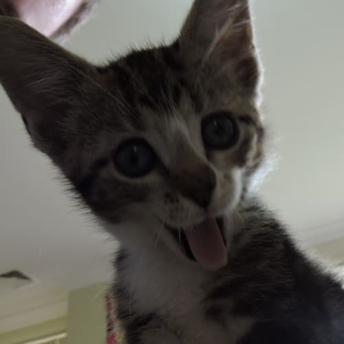 Smudge