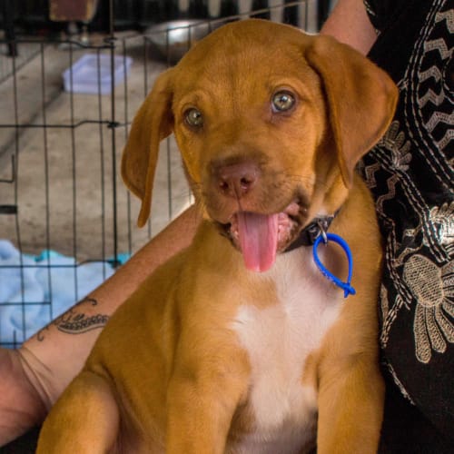 Randall (On Trial 18/3/15) ~ Ridgeback x Mastiff