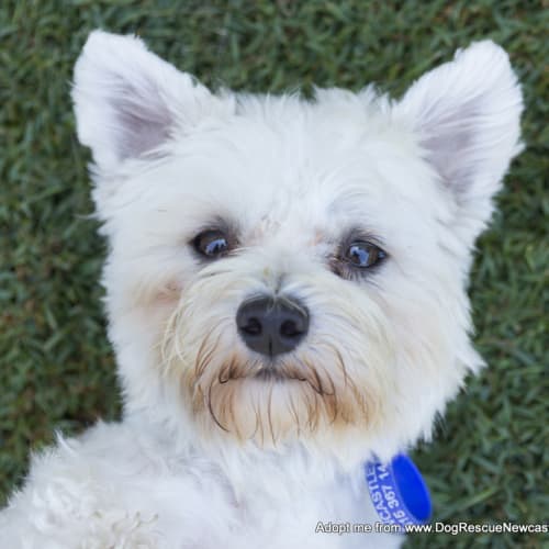 Benji (adopted 26/2/15)