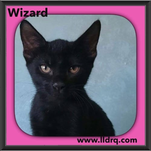 Wizard 
