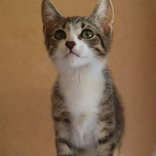 "Peyton" - Purrfect Match