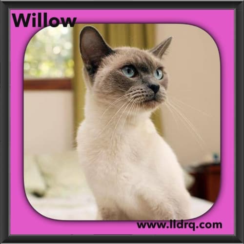 Willow