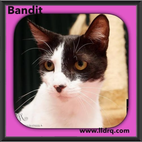 Bandit 
