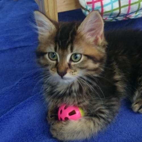 Penelope Le Fluff (Pre-Adoption)