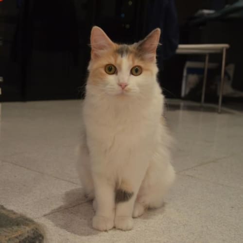 Sophie