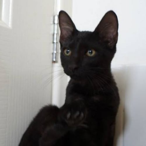 Lentil
