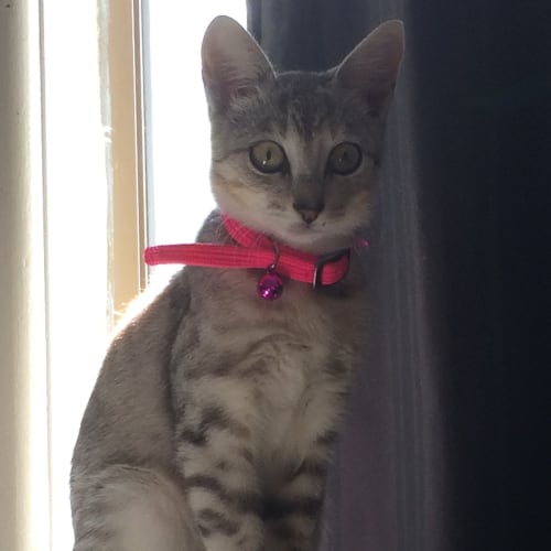 Isabella