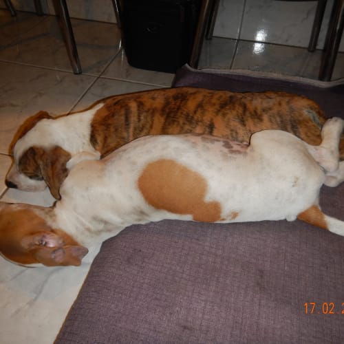 Huxley (adoption pending)