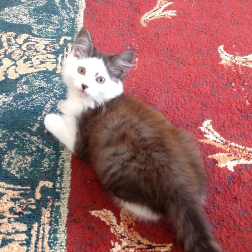 Max