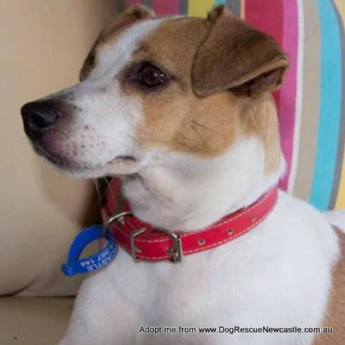 Charlie (On Trial 6/3/15) ~ female Jrt, 4yo