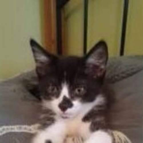 Smudge