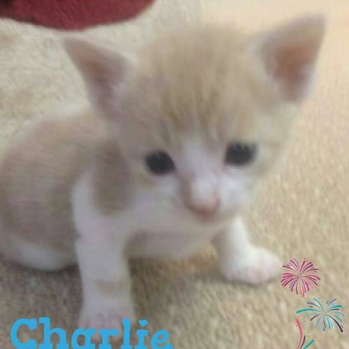 Charlie