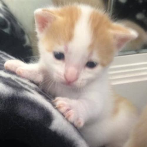 Benji