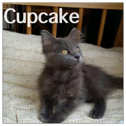 Cupcake