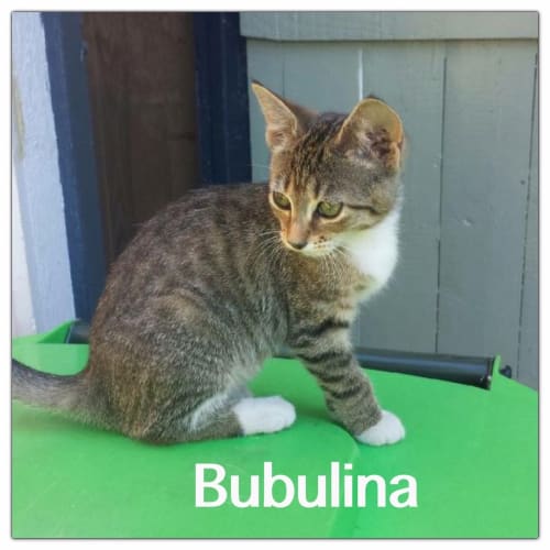 Bubulina