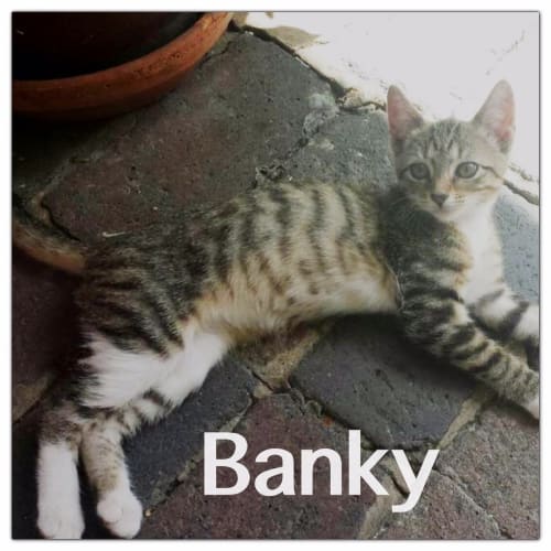 Banky