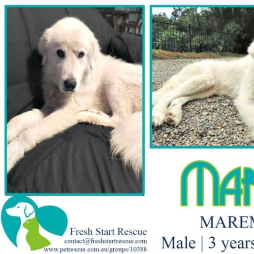 Marley Adoption Pending