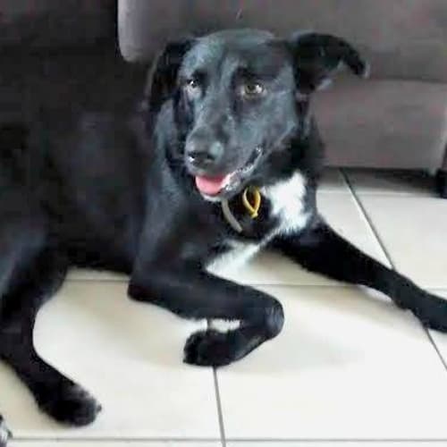 Hugo - Adoption Pending