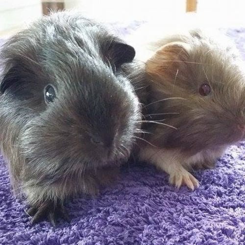 Isobel and Kat