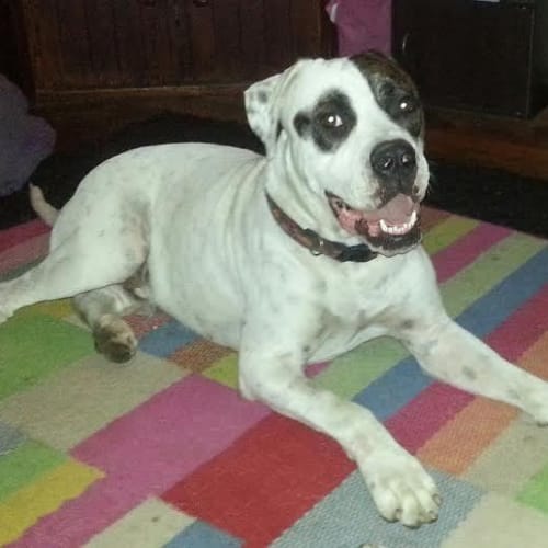 Banjo  Adoption Pending