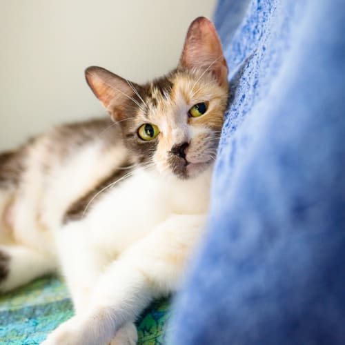 Tilda - *Adoption Pending *