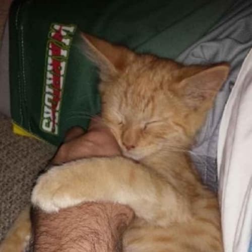 Kittens
