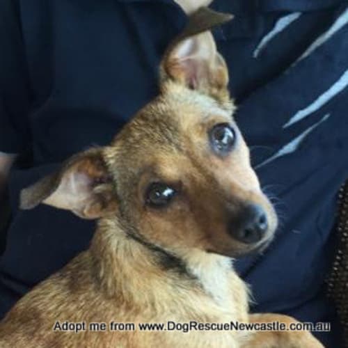 Hollie (On Trial 1/3/15)~ dachshund, 1 year old