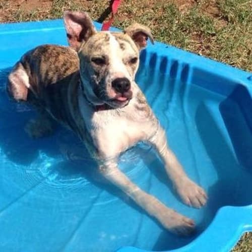 Oggie Doggie (On Trial 9/3/15)