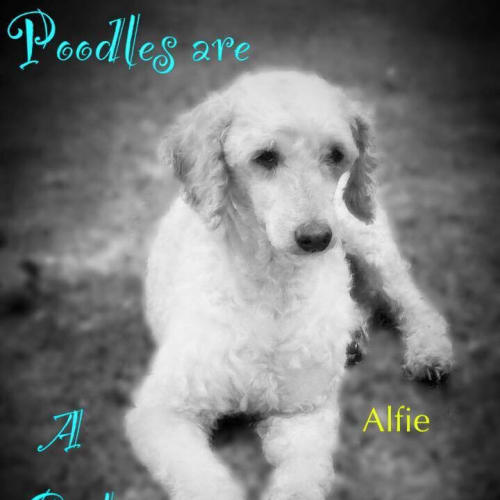 Alfie